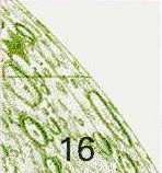 Gauss Area